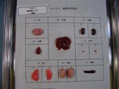 Rat Strains